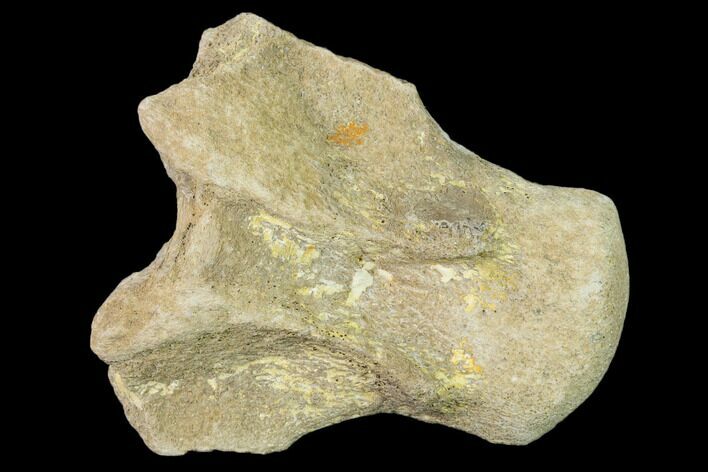 Fossil Mosasaur (Platecarpus) Vertebra - Kansas #136666